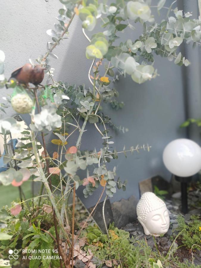 Le Cocon Des Hortillonnages D'Amiens Camon  Buitenkant foto
